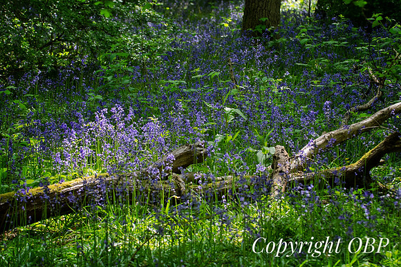 OBP_Woods_Herne_057