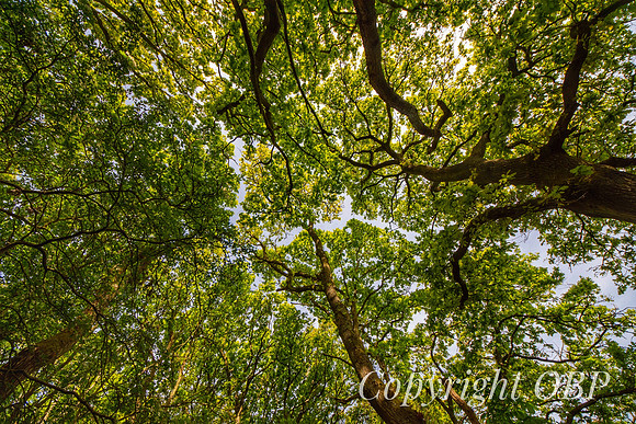 OBP_Woods_Herne_005