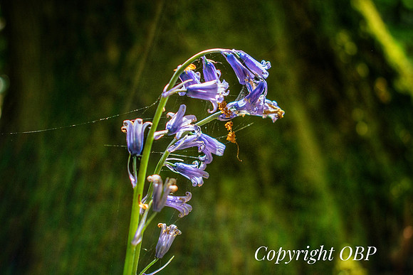 OBP_Woods_Herne_022