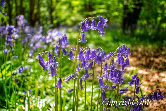 OBP_Woods_Herne_025