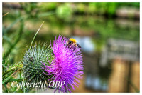 OBP_Apsley_012