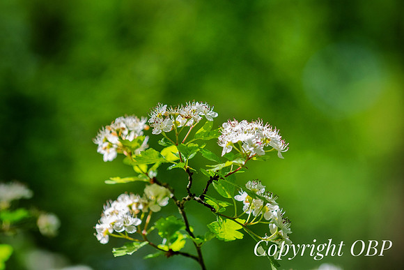 OBP_Woods_Herne_056