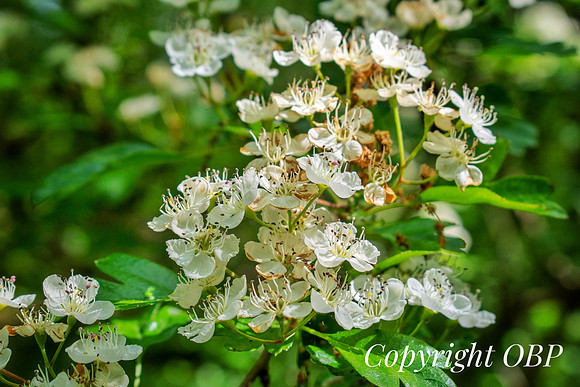 OBP_Woods_Herne_054