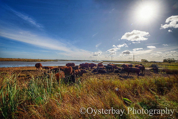 OBP_Oare_20201007A_044