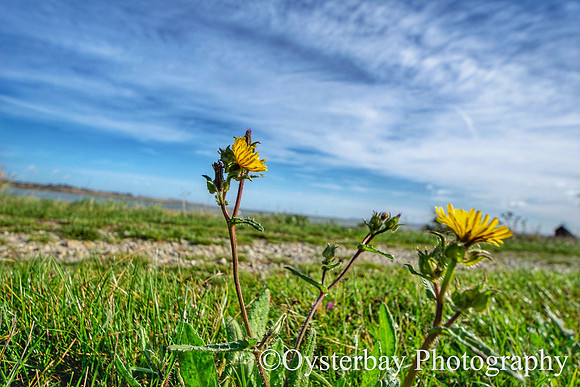 OBP_Oare_20201007A_028