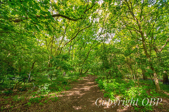 OBP_Woods_Herne_006