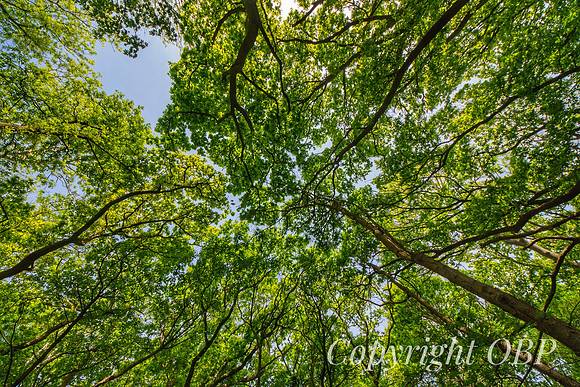 OBP_Woods_Herne_008