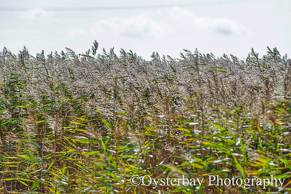 OBP_Oare_20201007A_036