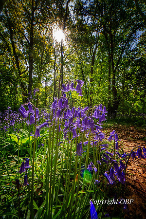 OBP_Woods_Herne_033