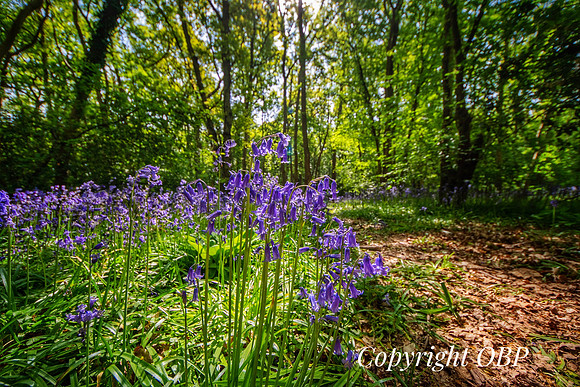 OBP_Woods_Herne_030