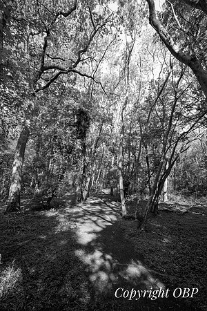 OBP_Woods_Herne_018