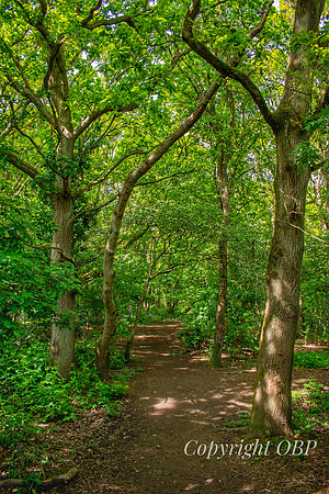 OBP_Woods_Herne_003
