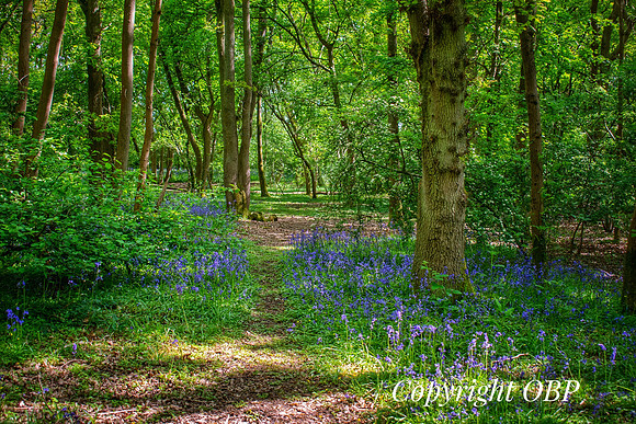 OBP_Woods_Herne_024