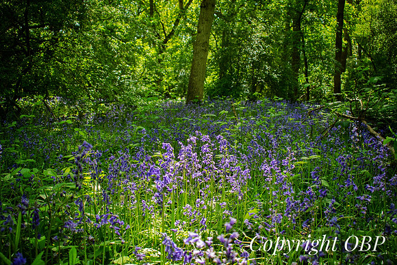 OBP_Woods_Herne_066