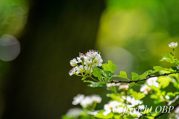 OBP_Woods_Herne_055
