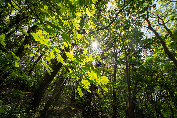 OBP_Woods_Herne_011