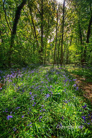 OBP_Woods_Herne_027