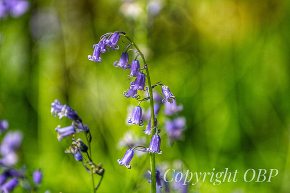 OBP_Woods_Herne_014