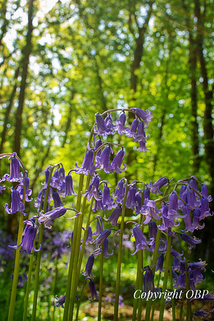 OBP_Woods_Herne_052