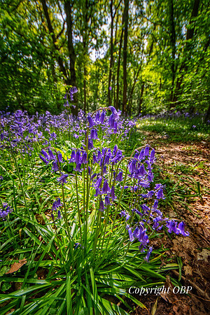 OBP_Woods_Herne_029