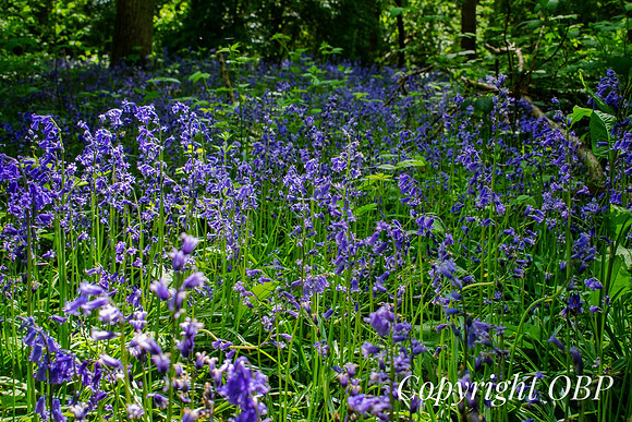 OBP_Woods_Herne_060