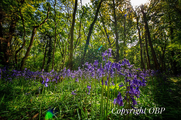 OBP_Woods_Herne_035