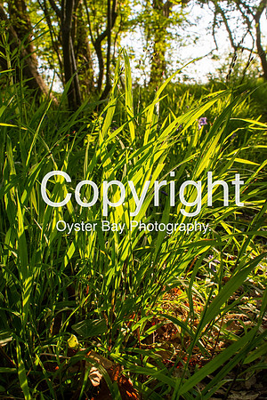OBP_21042020_026