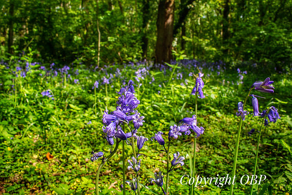 OBP_Woods_Herne_019