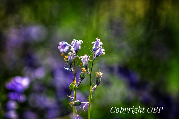 OBP_Woods_Herne_036