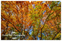 OBP_Clowes_231020_020