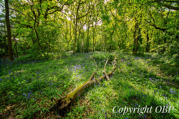 OBP_Woods_Herne_068