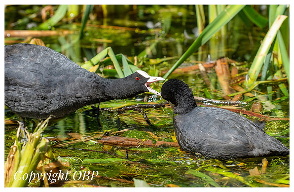 OBP_TempleEwell_014