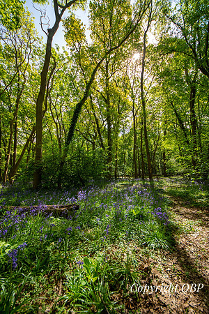 OBP_Woods_Herne_043