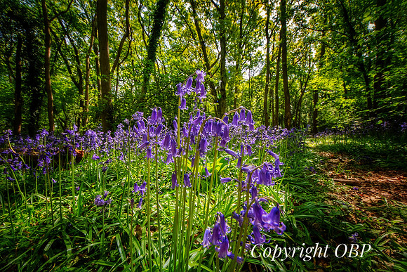 OBP_Woods_Herne_034
