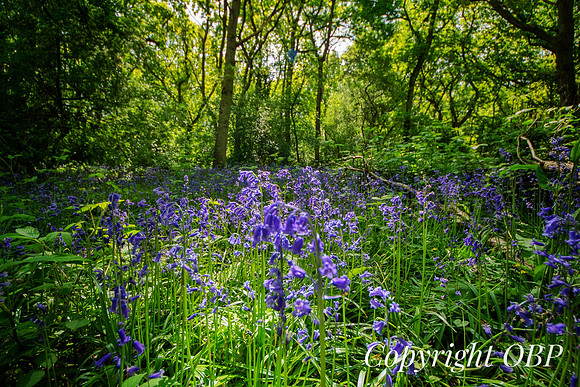 OBP_Woods_Herne_069