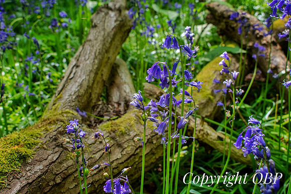 OBP_Woods_Herne_059